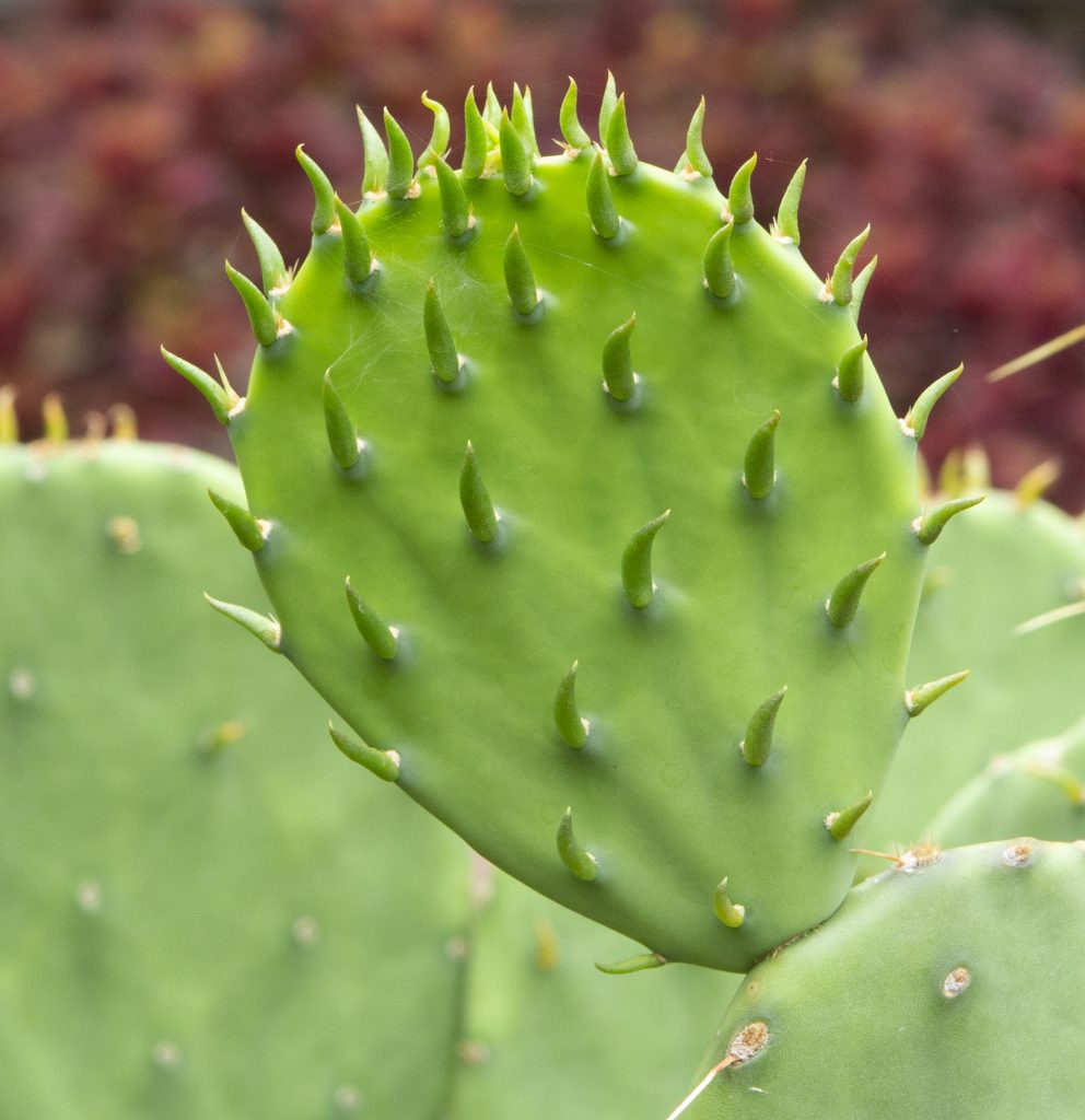 Julie Wynmor's cactus close-up.