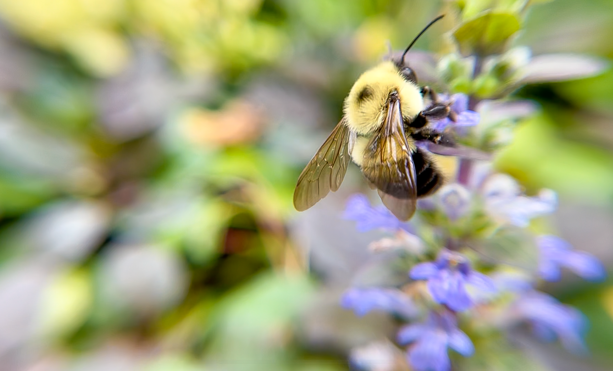Koch captured this bumblebee visiting flowers.