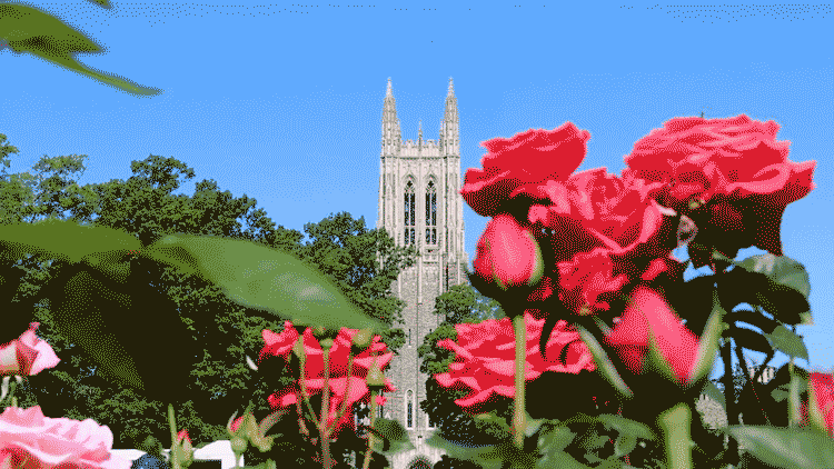Roses surrounding the Duke Chapel